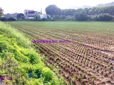 六甲甲東453都農地視意圖